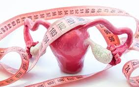 Image result for uterus