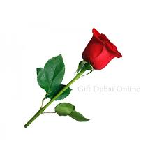 We are like a flower bouquet where you can buy the best online flowers in uae. Same Day Flowers Delivery Dubai Flower Shop Uae Gdo Gifts