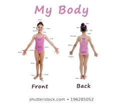 Royalty Free Body Part Chart Stock Images Photos Vectors