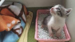 A cat with a urinary tract infection will spend more time in the litter box straining and only producing small amounts of urine. Feline Lower Urinary Tract Disease Healthy Paws