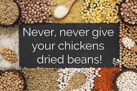 Check spelling or type a new query. What Should Chickens Absolutely Not Eat