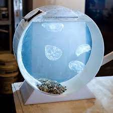 One Day This Will Be Sitting In My Living Room Jellyfish Tank Jellyfish Aquarium Pet Jellyfish