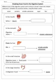 Exploration digestive system answer key gizmo by online. What Is Digestion In Simple Words