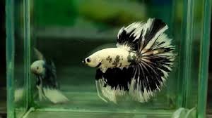 Pin By Yalcin On Beautiful Betta Fish Betta Fish Betta Fish