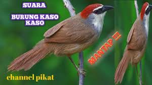 Hal ini wajar karena lovebird sendiri memiliki tiga kelompok tingkat kesulitan dalam membedakan jenis kelaminnya. Burung Kaso Kaso Gacor Jinak By Peksi Chanel