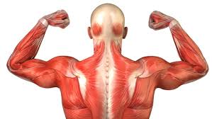 The vertebral column is the defining characteristic of a vertebrate in which the notochord (a flexible rod of uniform composition) found in all chordates has been replaced by a segmented series of bone: Parts Of The Skeletal System