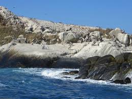 Compare 3 hotels in cachagua using 0 real guest reviews. Isla Los Pinguinos Cachagua Zapallar Chile Top Tips Before You Go Tripadvisor Islas Lugares Turisticos Chile Paisajes