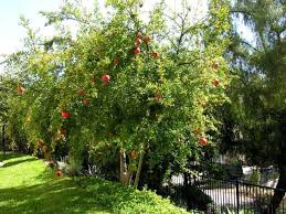 Wonderful Punica Granatum Habitat Garden Beautiful Gardens Plants