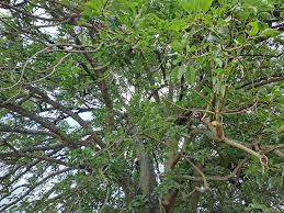 Image result for Tabernaemontana ventricosa