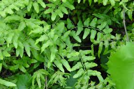 Image result for Lygodium microphyllum