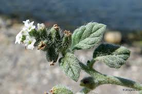 Image result for Heliotropium supinum