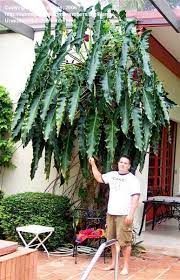 Other sources accept different numbers. Tropicals Tender Perennials Philodendron Self Heading Seedlings 1 By Bwilliams