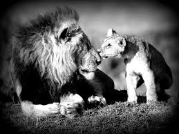 Baby Black And White Lion Pictures Pin On King Of The Jungle