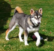 We did not find results for: The Dna Results Are In German Shepherd Husky Mix German Shepherd Husky Kangal Dog