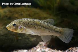 Image result for Orestias