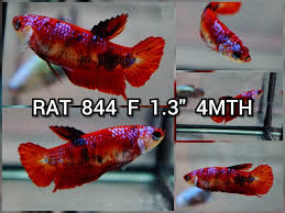 This page for betta lovers only worldwide shipping from indonesia. Hellboy Plakat Female Betta Rat 844 P Betta Fish Pet Rats