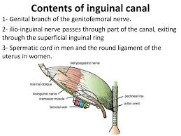 Subinguinal hiatus and ingiunal canal. Ppt Inguinal Region Secrotum Powerpoint Presentation Free Download Id 1424523