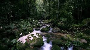 Tingkat 1, kompleks banggunan kerajaan negeri perak, gerik, 33300, malaysia. Royal Belum Jungle In The Pristine Tropical Rainforest Of Belum Temenggor Whoa Adventures