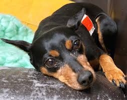 Help Bane Get Life Changing Spinal Surgery Bc Spca