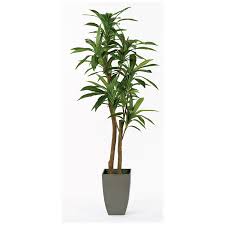 Image result for dracaena