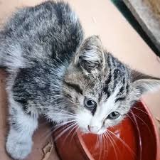 Yeni Yavrumuz Sirin Sahiplenmek Isteyenler Bize Donebilir Istanbul Beylikduzu Kedi Sevimli Kediler Yavrukedi Kediyavrusu Kedi Cats Yavru Kediler
