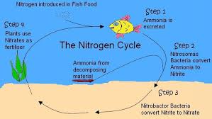 Nitrogen Cycle From Fish Excretion In An Aquaponics Systems Nitrogen Cycle Aquaponics System Aquaponics