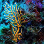 Germany Ratifies UN High Seas Agreement to Boost Marine Biodiversity Protection