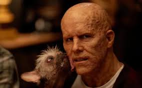 Download Stuffed Animal Teddy Bear Canadian Actor Celebrity Ryan Reynolds  HD Wallpaper