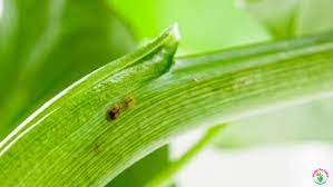 The basics of snake plant care, from finding the optimal watering schedule for your sansevieria to choosing the perfect potting medium and propagating it. How To Get Rid Of Bugs On Your Snake Plant With Pictures Garden For Indoor