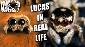 The Real Lucas The Spider! Jumping Spider