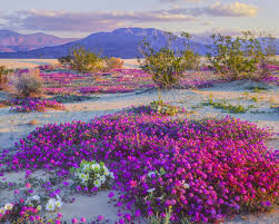 Expect wildflowers during march and april. This Desert In The Southwest Is Experiencing A Wildflower Superbloom California Wildflowers Desert Flowers Desert Life