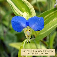 Image result for Commelina schweinfurthii
