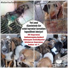 surdurulebilir barinak bursa hayvanlarla yasam dernegi facebook