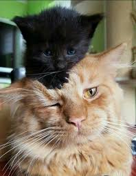 Baby Black And Ginger Cat Black Kitty On The Head Of A Ginger Cat Cuties Gingercat Blackcat Blackkitten Cute Animals Kittens Kittens Cutest