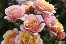Check spelling or type a new query. New Rose Varieties For 2020 The San Diego Union Tribune