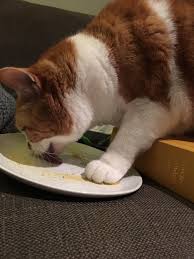 The classic bonito flake is wonderfully thin and impossibly light. Cats Like Vegans Love Nooch Nutritional Yeast Flakes Vegan