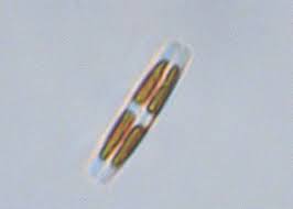 Image result for Entada bacillaris