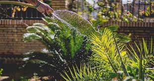 Memiliki taman depan rumah tentu sangat menguntungkan. 5 Hal Yang Perlu Perhatian Sebelum Membuat Taman Popmama Com