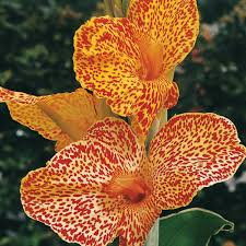 See full list on thespruce.com Dwarf Canna Picasso K Van Bourgondien