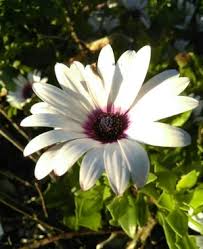 Image result for Dimorphotheca