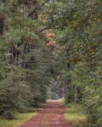 Birds Of East Texas Piney Woods The W G Jones State Forest Is A Sanctuary For 54 Species Of Birds And Hundreds Of Other Plant And Animal Species The State Forest Bird Species Animal Species