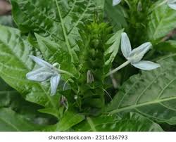 Image result for Ecbolium hastatum