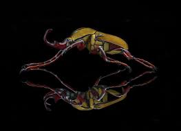 Image result for Dicoma macrocephala