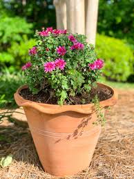 Maybe you would like to learn more about one of these? Spring Container Garden Tips And Ideas 2 Bees In A Pod