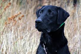 We have a litter with carm hatley we have a couple litter of english white labs coming up that we are taking deposits for. Bird Dogs American Labs Vs British Labs