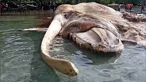 lifeform昆虫 動物 生物 おしゃれまとめの人気アイデア pinterest wa 浜辺 インドネシア 絶滅動物