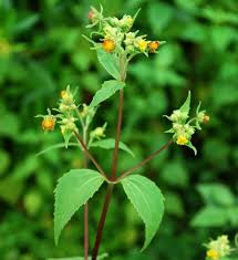 Image result for Sigesbeckia