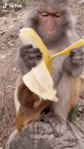 White faced monkey eating a banana on a branch. Monkey Eating Banana Gifs Tenor