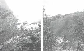 Image result for Anthospermum usambarense