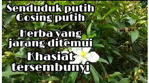 Bunga senduduk putih yg tinggi khasiatnya utk 1001 mcm penyakit загрузил: Senduduk Putih Gosing Putih Herba Yang Unik Youtube